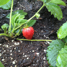 Fresh Garden Strawberry