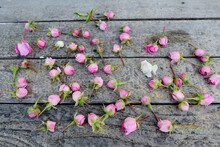 Rosebuds On The Garden's Table