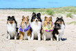 Nice, beautiful smiling sable white and tricolor shetland sheepdog, shelties portrait with colorful flowers circlets. Little collie, small lassie on hot midsummer day.  Celebrating midsummer