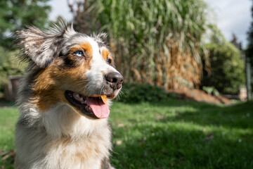 an australian shepherd wide angle shot sitting on the green gras shallow depth of field