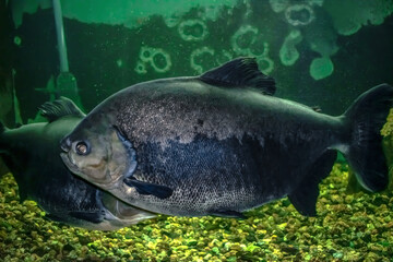 Big Tambaqui in Exposition Aquarium Complex of Freshwater Fauna of Dnipro National University (Ukraine). Big black amazonian fish on the background of green water and stones of the fish tank