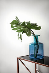 Green Monstera plant leaves stand on table in large blue glass bottle on white wall background