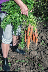 harvest of ripe carrots collected holds in hand in the garden