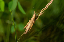 Large Gold Grasshopper (Chrysochraon Dispar) Aranyos Sáska