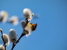Blossoming Pussy-willow In Spring With Bumblebee. The First Signs Of Spring Expressions: Blooming Willow-catkins.