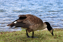 Canada Goose Walking On The Shore