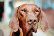 © BORIS JOVANOVIC/Stocksy - Portrait of hungarian vizsla dog