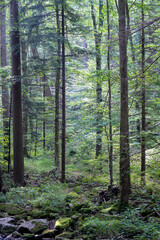 Wall Mural - Summer in the Forest