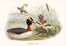 Two Long Necked Aquatic Birds With A Strange Head Shape Horned Grebe (Podiceps Auritus) In The Green Water Of A Pond Surrounded By Aquatic Vegetation. Vintage Art By John Gould London 1862-1873