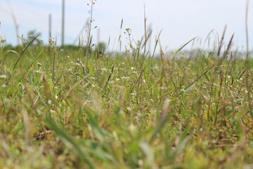 green grass in the wind