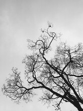 Black And White Image Of A Tree Shot From Below.