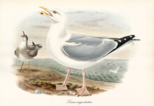 Bird European Herring Gull (Larus Argentatus) Screaming To Sky. Webbed Pawed Bird On Seascape. Detailed Vintage Style Watercolor Art By John Gould In London 1862-1873