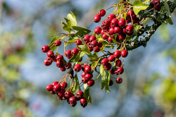 Wall Mural - Bright red berries on an Hawthorn tree in late summer