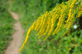 Fototapeta  - Yellow branch of solidago virgaurea