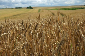 Rural landscape - wheat field. Field of gold wheat in summer sun, white clouds in blue sky.