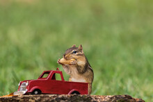 Chipmunk Stuffs Checks With Peanuts Out Of Red Truck For Fall Season