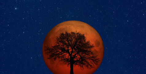 Fotobehang - Total Lunar Eclipse with lone tree 