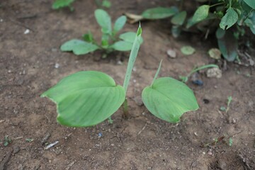 young green plant