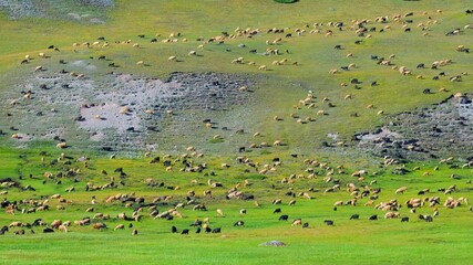 Wall Mural - Herd of sheeps grazing on a green pasture