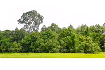  View of a High definition, Treeline  isolated on white background, Forest and foliage in summer, Row of trees and shrubs.