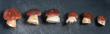 Lying Lengthwise Young Porcini Mushrooms