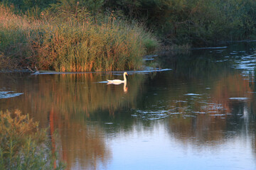 Poster - Beautiful shot of a duck in the lake