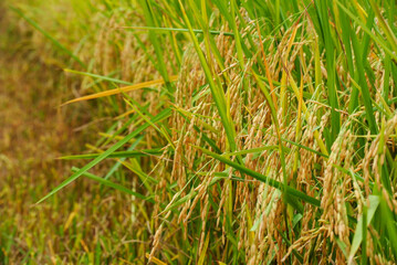 grass in the wind