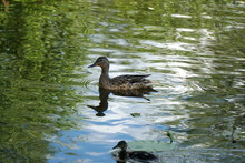  Gray Duck Swims On Green Water