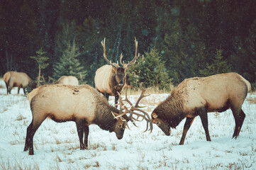 Poster - Beautiful shot of moose fighting with their horns in the snow