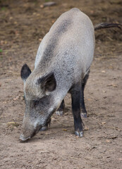 Portrait of female wild grey boar looking for food