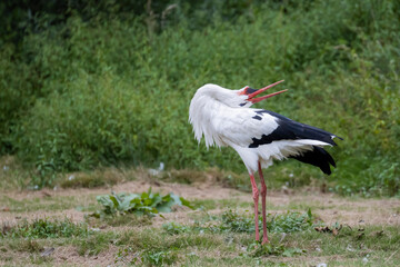 white stork ciconia with its beak chattering 