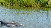  A Mother And Her Calf Wild Atlantic Bottlenose Dolphin Swimming In The Intercoastal Waterway In Savannah Georgia