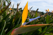 Bird Of Paradise Flying In An Open Field Of Portugal