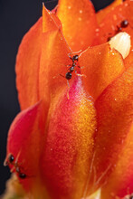 Big-Headed Ant Of The Genus Pheidole On A Cactus Flower