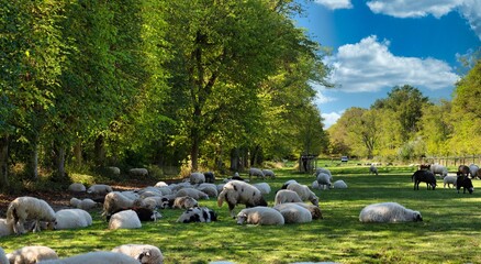 Canvas Print - moutons qui pâturent