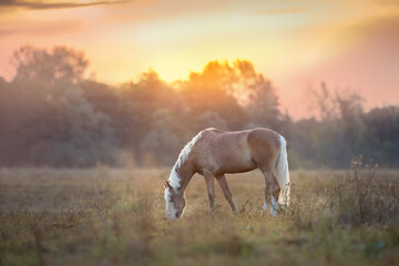 Wall Mural - Cream horse in motion  at sunset light