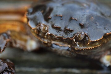 Eriocheir sinensis crab, extreme close-up. Traditional craft, catching, food industry, seafood, environmental damage and conservation, invasive species, science, zoology, biology, macro photography