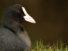 Portrait Of Eurasian Coot (Fulica Atra) Sitting On The Grass, Gdansk, Poland