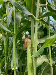 Wall Mural - corn on the stalk in cornfield