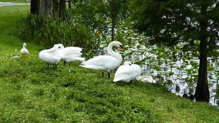 White Swan is Stretching Neck 