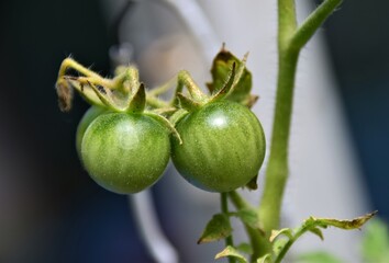 Canvas Print - tomato