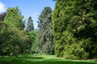 Fir trees at Westonbirt arboretum