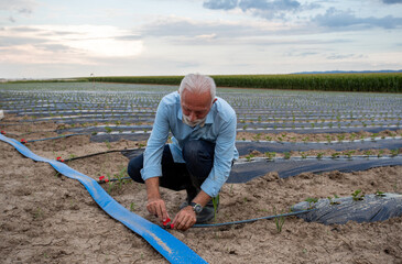 Sticker - Farmer fixing watering pipes in strawberry field