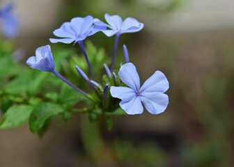 Canvas Print - forget me not