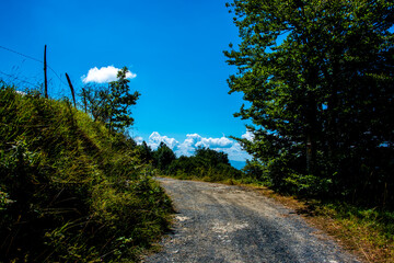 white road and green forest two