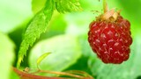Fototapeta Sypialnia - A focus on a red blackberry with a leaf in nature