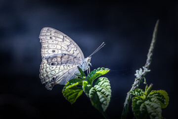 Wall Mural - Close up of beautiful white butterfly on leaves