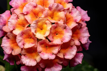 Wall Mural - Flower of Common Lantana of the species Lantana camara with selective focus