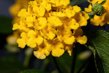 Wall Mural - Flower of Common Lantana of the species Lantana camara with selective focus