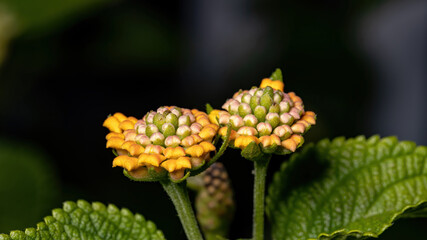 Wall Mural - Flower of Common Lantana of the species Lantana camara with selective focus